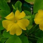 Oxalis frutescens Λουλούδι