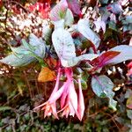 Fuchsia fulgens برگ