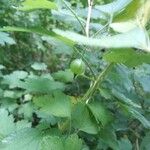 Ribes cynosbati Fruto