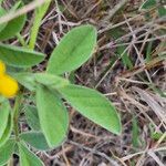 Crotalaria deserticola Blatt