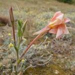 Oenothera longiflora Beste bat