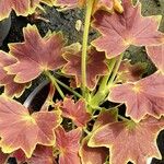 Pelargonium inquinans Bark