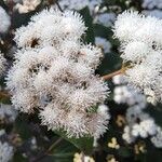 Ageratina adenophora Цвят