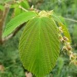 Corylopsis veitchiana Leaf