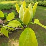 Magnolia acuminata Cvet