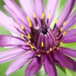 Tragopogon porrifolius 花