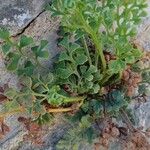 Asplenium ruta-muraria आदत