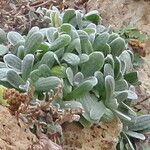 Helichrysum basalticum