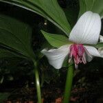 Trillium rugelii Flower