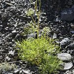 Angelica lineariloba Hábito