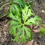 Ligularia japonica