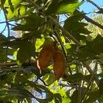 Brachychiton discolor Fruit