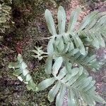 Polypodium interjectum ഇല