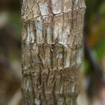 Cordyline mauritiana Φλοιός