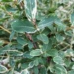 Salix integra Folha