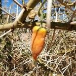 Kedrostis leloja Fruit