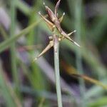 Carex microglochin ᱪᱷᱟᱹᱞᱤ