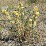 Astragalus alopecuroides Leaf