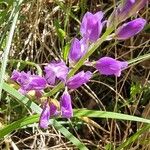 Polygala nicaeensis Цветок