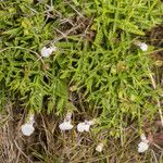 Stachys glutinosa Fiore