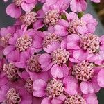 Achillea × roseoalba Blüte