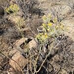 Sonchus leptocephalus Buveinė