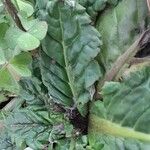 Chaptalia arechavaletae Hoja