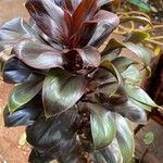 Cordyline fruticosa Blad