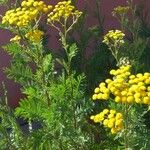 Tanacetum vulgareപുഷ്പം