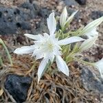 Pancratium maritimum Flor