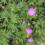 Geranium sanguineumफूल