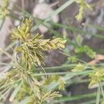 Cyperus iria Çiçek