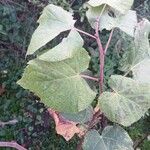 Tilia cordataFuelha