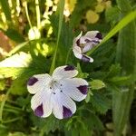 Nemophila maculata Floare