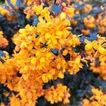 Berberis darwinii Blomst