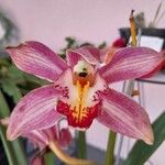 Cymbidium faberi Bloem