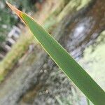 Typha latifolia Листок