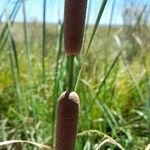 Typha domingensis Ďalší