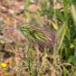 Bromus rubens ফল