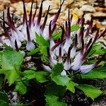 Physoplexis comosa 花