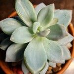 Echeveria elegansFulla