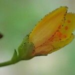 Hypericum pulchrum Virág