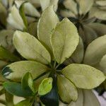 Schefflera spp. Leaf