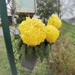 Chrysanthemum × morifolium Flower