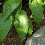 Hosta lancifolia ᱥᱟᱠᱟᱢ