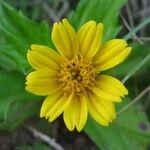 Sphagneticola trilobata Fleur