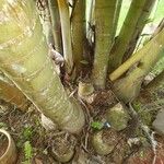 Cocos nucifera Kůra