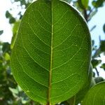 Chrysobalanus icaco Blatt