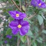 Solanum laciniatum 花