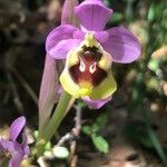 Ophrys tenthredinifera Цвят